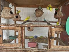 Budgies