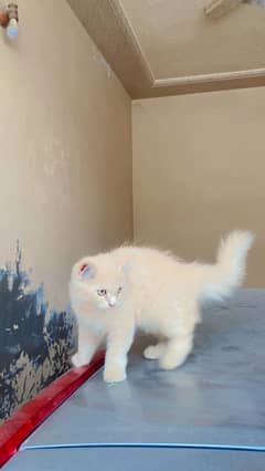 Persian