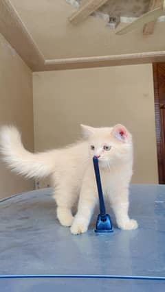 Persian