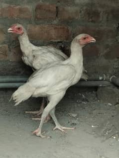 white pair
