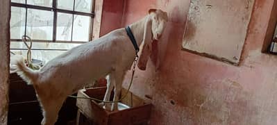 female goat For Sale