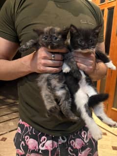 Kittens for Sale
