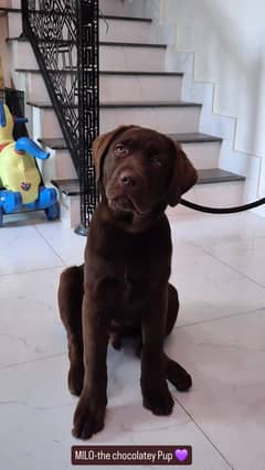 Chocolate Brown Pure Labrador Male