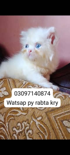 what's app PE rabta kare