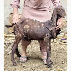 full broun bakra ha broun or white bakri ha