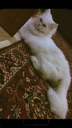 Persian