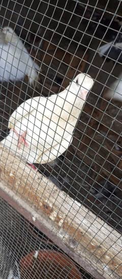 Pigeon