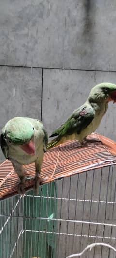 Raw parrot pair for sale