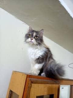 Persian kittens and cats