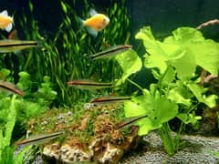 Torpedo Barbs ( Prices are for each pair)