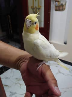 cocktails