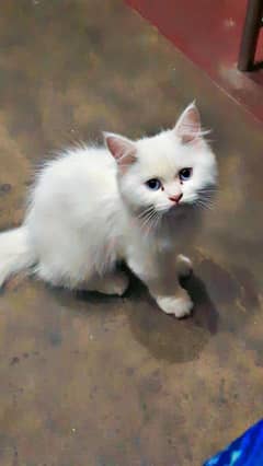 persian kittens