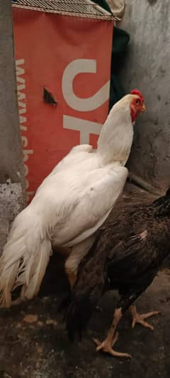 White Shamo High Quality Breed