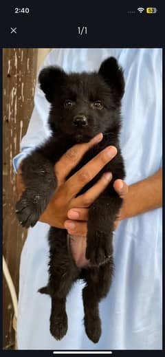 German shepherd female pup