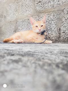 normal cat for sale price is RS 0