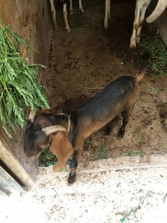 bakri | desi bakri | Gaban Bakri | 4 dant bakri | bakra 4 month | desi