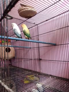 Blue opline and cage