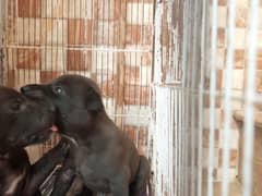 puppies for sale