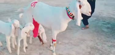 dasi