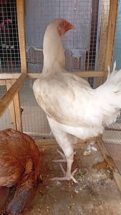 aseel cross thai chicks/heera female ready to lay eggs