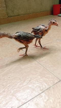 aseel cross thai chicks