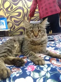 Brown tabby coat color cat for sale