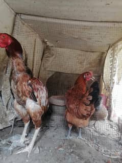 Aseel Morgan, dasi murgi for sale