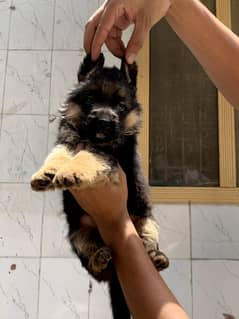 GSD
