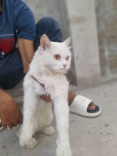 persian cat  for sale