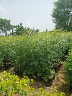 Neem growbag and 12" pot