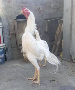 white shamo black burmi pakoye chicks