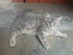 Persian kitten for sale