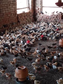 golden misri chicks| Desi Chicks | چوزہ | hens | Chicks /hen