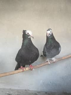 bird's