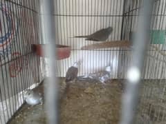 Java and dove breeder pair