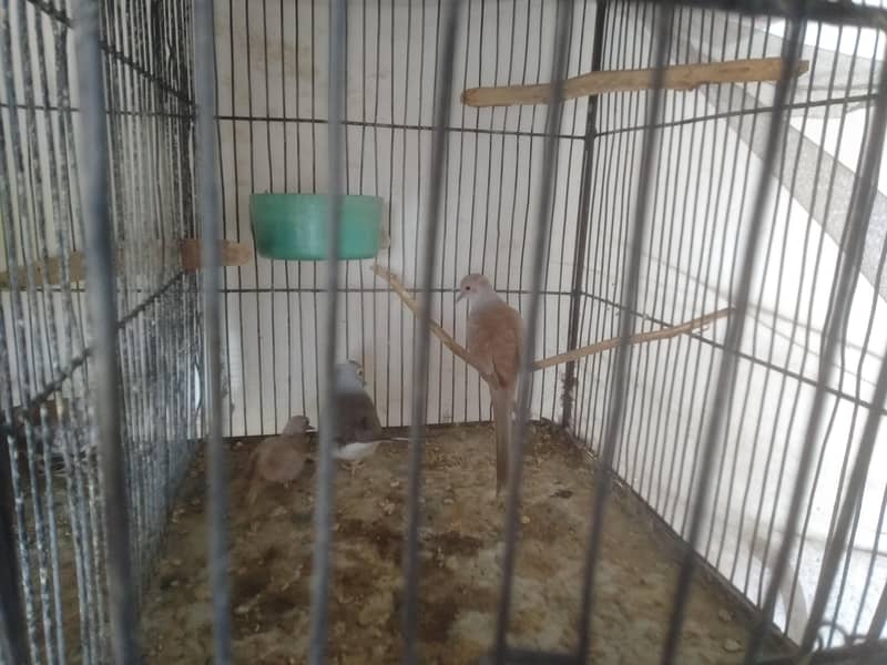 Java and dove breeder pair 5
