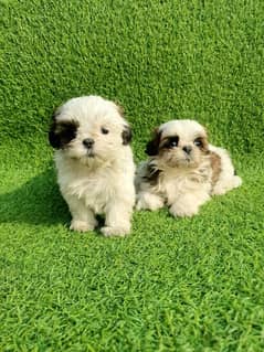 Shihtzu puppies