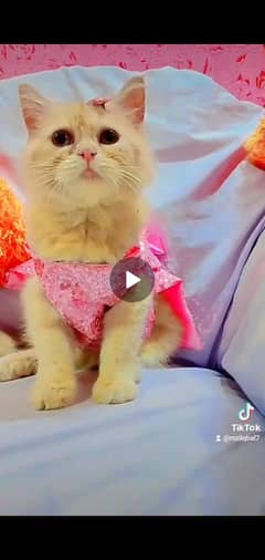 Persian