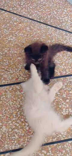 kittens