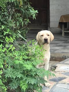labrador
