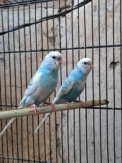 Budgie's