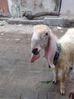 larkana dumba for sale