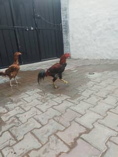 murga pair