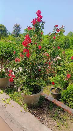plant for sale Apny ghar ko banayein khushbudar aur khubsurat