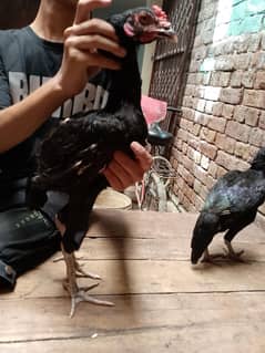 thi cross long hight phata pahati for sale