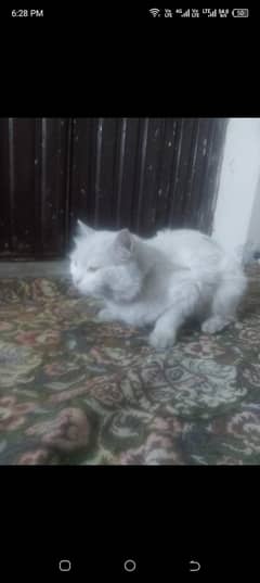 WHITE BREED CAT FOR SALE