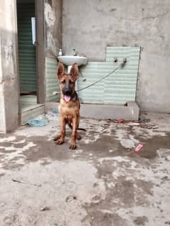 German shepherd