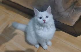 Persian Pair Cats for Sale. . . .
