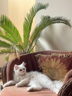 Persian cat Punch face wts 03483851342