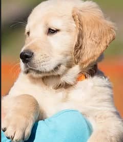 golden retriver